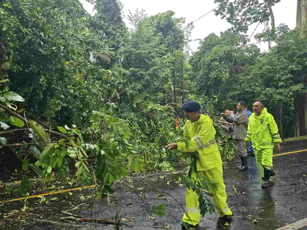 Personel Kompi 1 Batalyon C Pelopor Satbrimobda Bali mengevakuasi pohon tumbang yang menghalangi jalan raya.