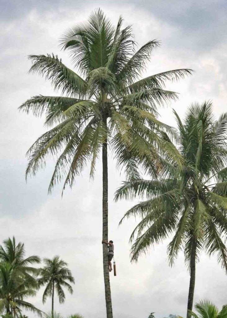 Seorang pekerja desa memanjat pohon kelapa, menggambarkan kerja keras yang sering luput dari perhatian.