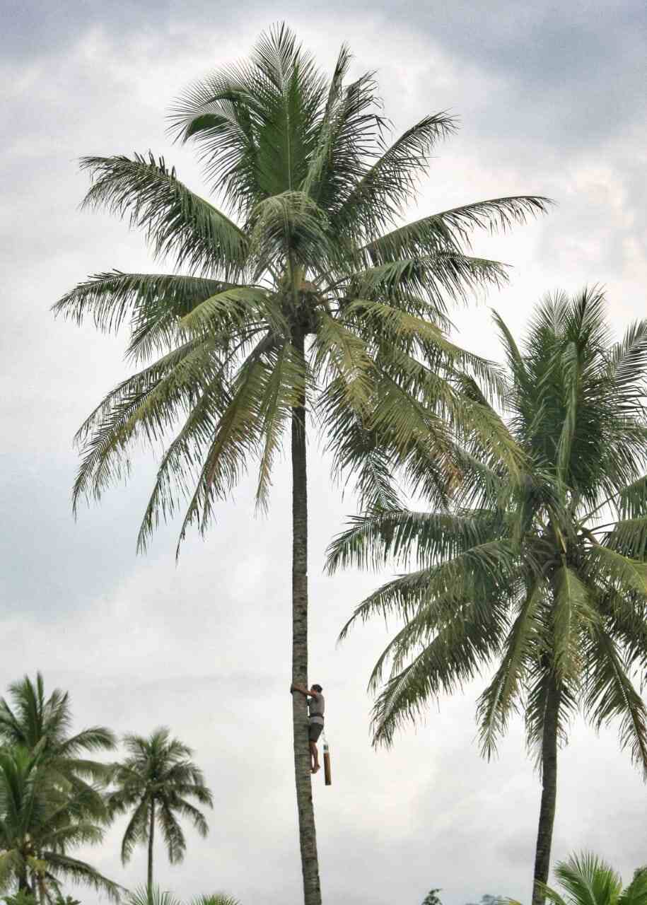 Seorang pekerja desa memanjat pohon kelapa, menggambarkan kerja keras yang sering luput dari perhatian.