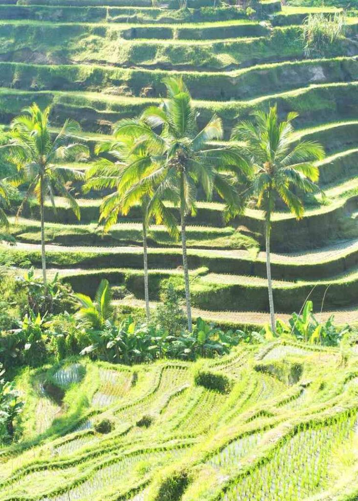 Pemandangan sawah hijau yang masih asri di Gianyar, Bali.