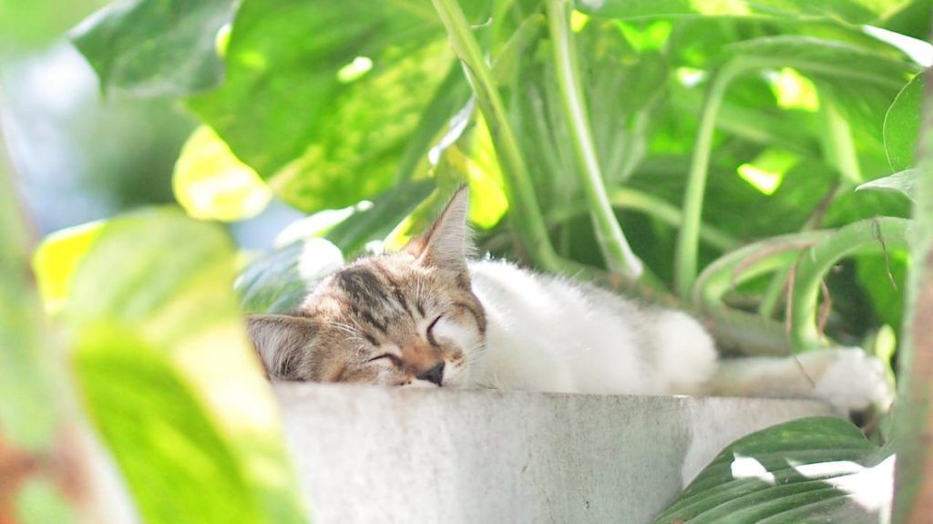 Seekor anak kucing tidur pulas di bawah pohon dengan suasana teduh.