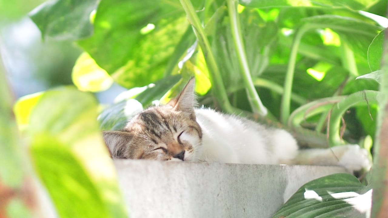 Seekor anak kucing tidur pulas di bawah pohon dengan suasana teduh.