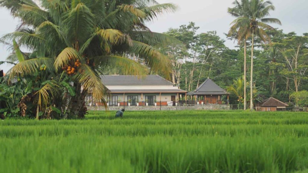 Deretan bangunan berdiri di tepi hamparan persawahan di kawasan Ubud, Bali.