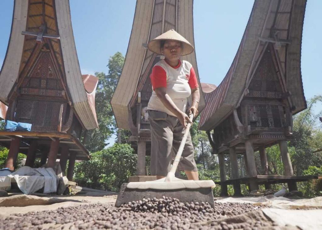 Seorang ibu di Tanah Toraja menjemur biji kopi di depan rumah adat Tongkonan, meratakan jemuran dengan sapu kayu.