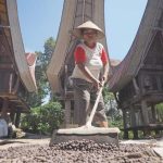 Seorang ibu di Tanah Toraja menjemur biji kopi di depan rumah adat Tongkonan, meratakan jemuran dengan sapu kayu.
