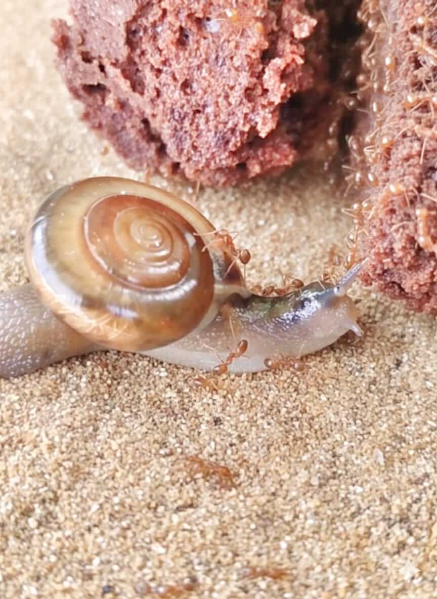 Seekor siput merayap perlahan di atas tanah sambil dikerumuni beberapa semut kecil.