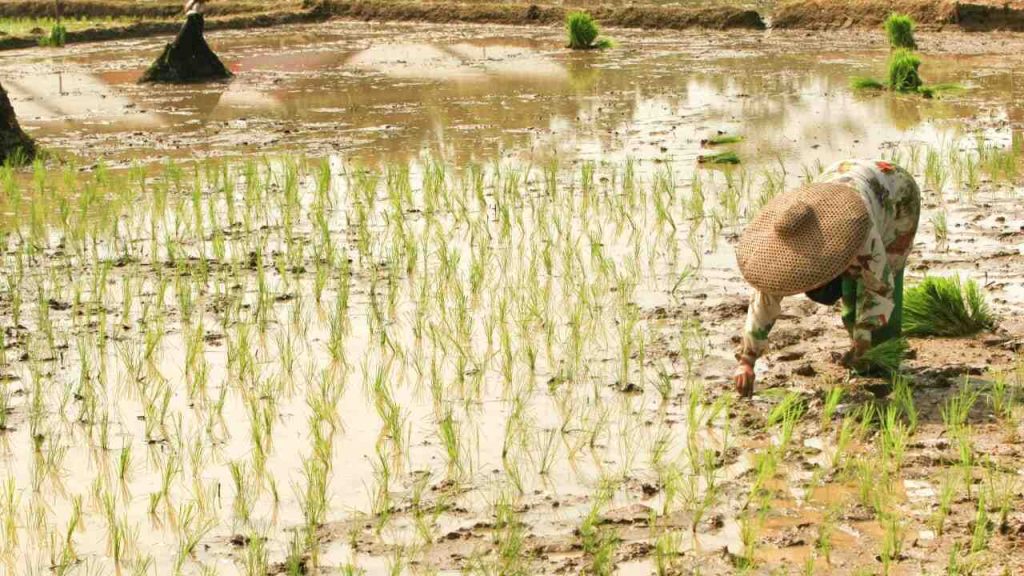 Seorang petani menjejak lumpur sawah sebagai simbol kerja keras, ketekunan, dan penerimaan terhadap realitas hidup.