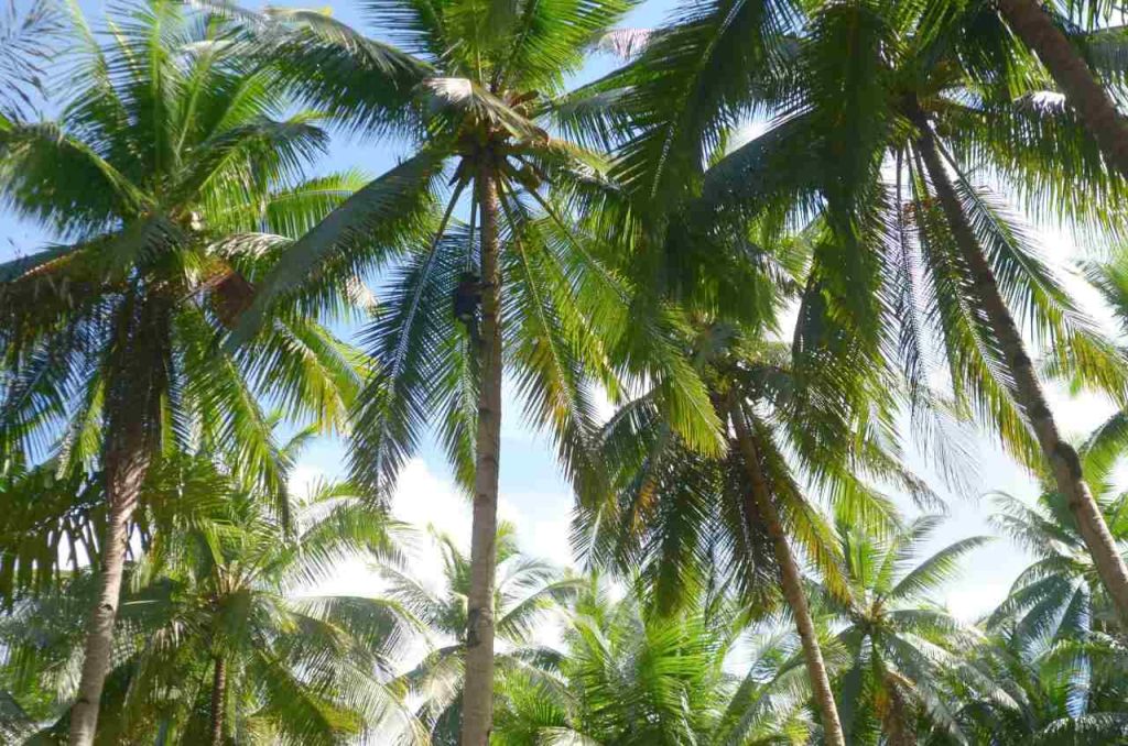 Hamparan pohon kelapa yang tumbuh berdekatan dengan batang menjulang ke langit terbuka.