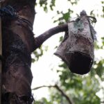 Torehan pada batang pohon aren sebagai simbol luka yang memberi manfaat.