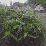 Embun menempel di rumput liar di jalur tanah yang rapuh.