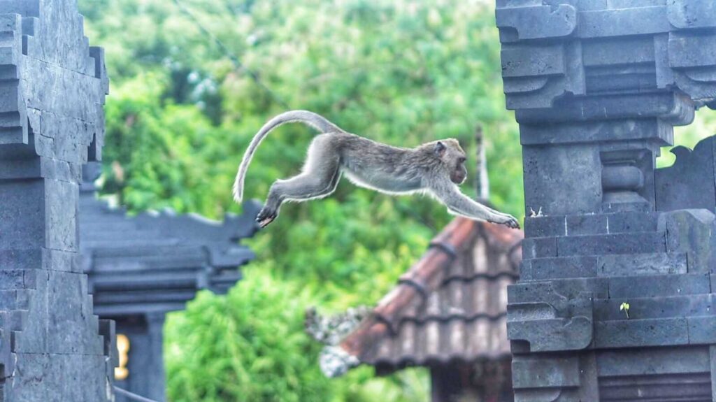 Seekor monyet kecil beraktivitas di alam terbuka, bergerak hati-hati di antara ranting dan bebatuan.