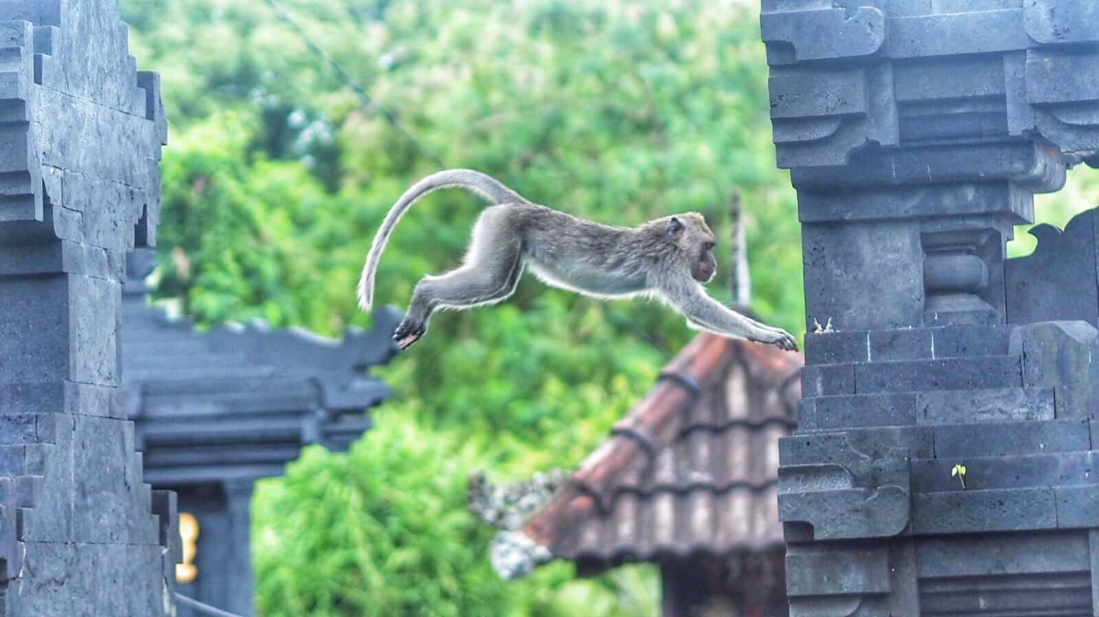 Seekor monyet kecil beraktivitas di alam terbuka, bergerak hati-hati di antara ranting dan bebatuan.