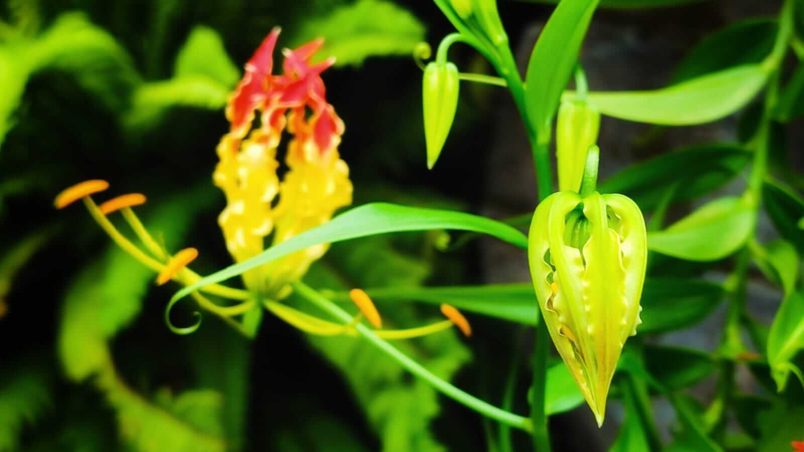 Bunga yang sedang mekar alami, menampilkan keindahan yang tumbuh pada waktunya.