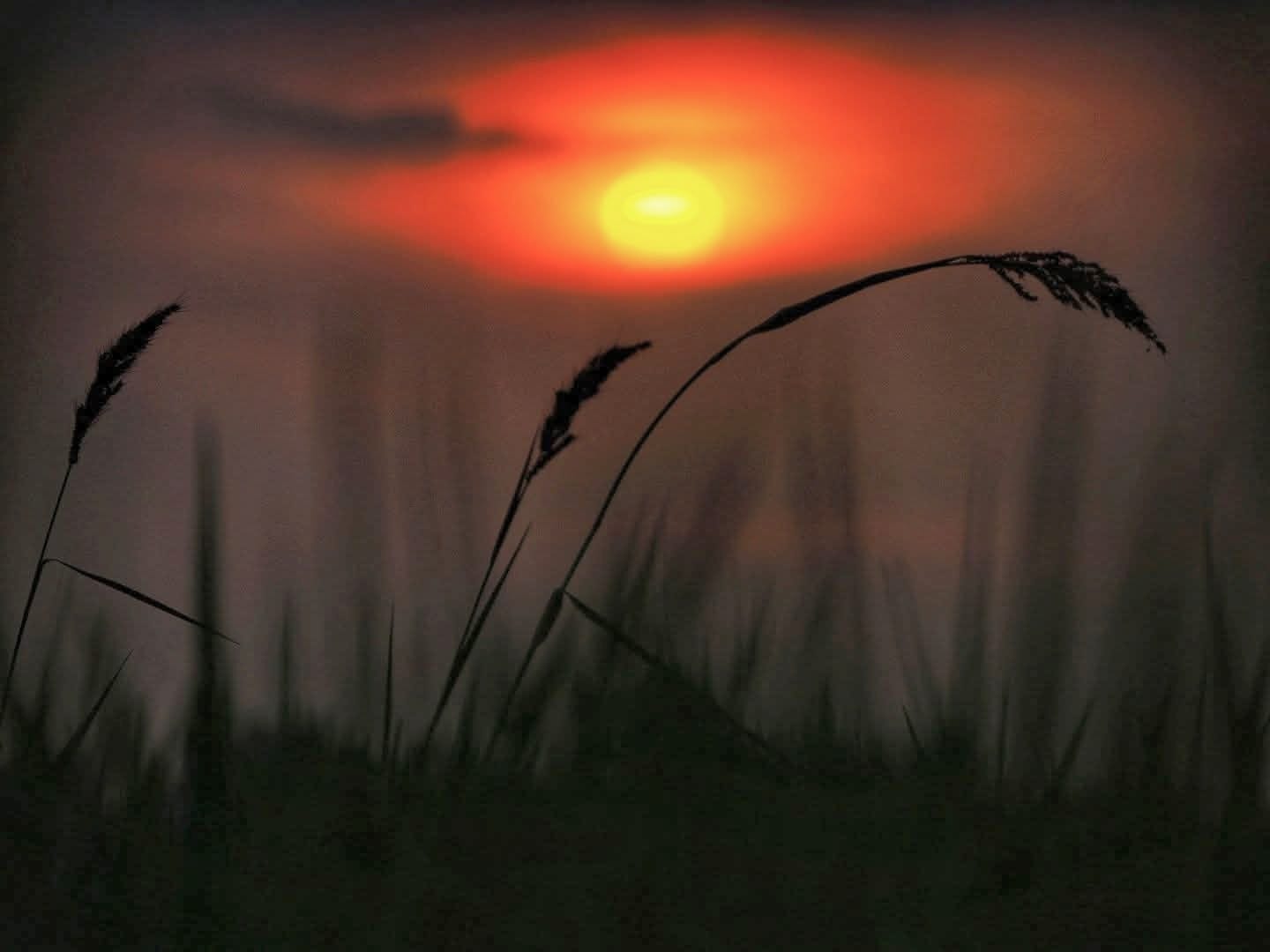 Ilalang merunduk tertiup angin, tetap berdiri di tengah alam terbuka.