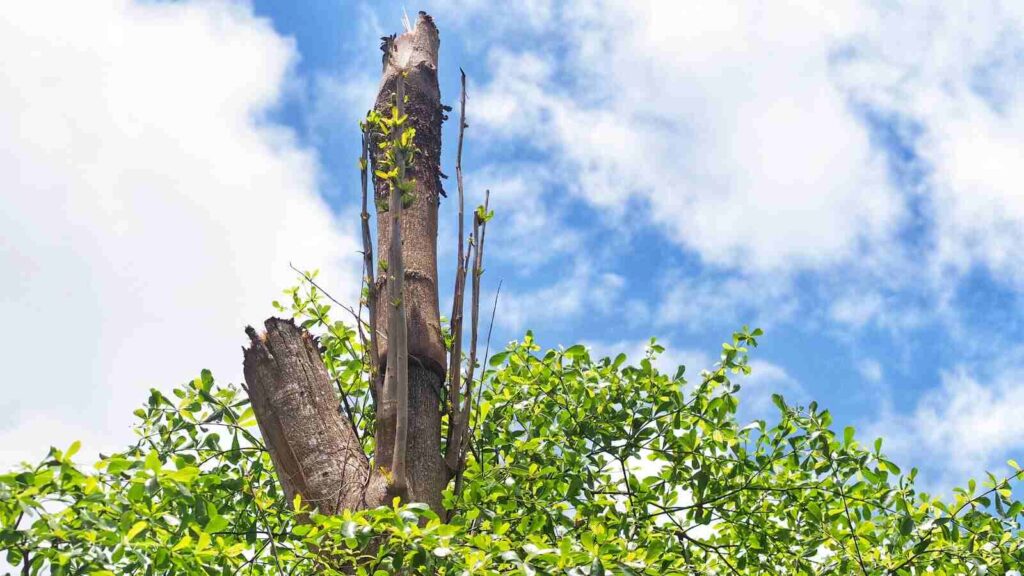 Pemandangan alam yang menunjukkan siklus kehidupan, dengan pohon dan vegetasi yang terus berubah.