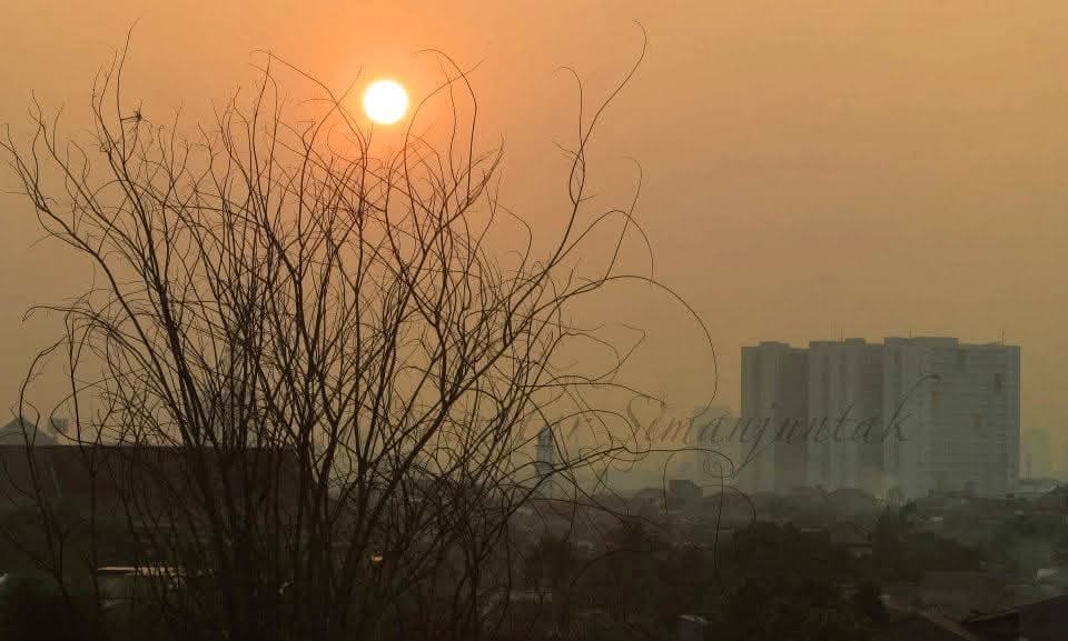 Ranting pohon dengan latar bangunan kota, menggambarkan pertemuan alam dan urban.