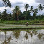Petani bekerja di sawah, menanam padi di tengah hamparan hijau.