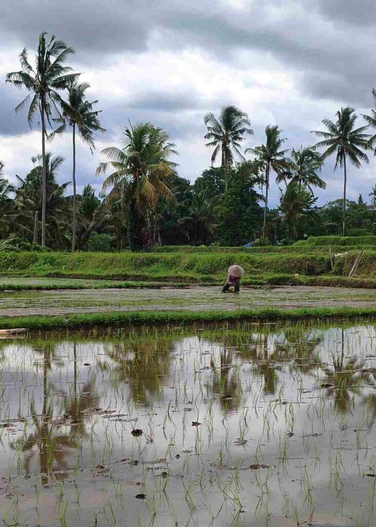 Petani bekerja di sawah, menanam padi di tengah hamparan hijau.