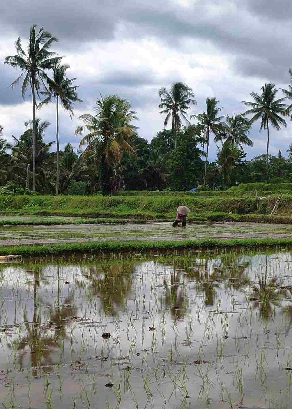 Petani bekerja di sawah, menanam padi di tengah hamparan hijau.