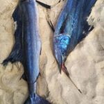 Dua ikan marlin tergeletak di atas pasir pantai setelah ditangkap