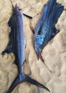 Dua ikan marlin tergeletak di atas pasir pantai setelah ditangkap