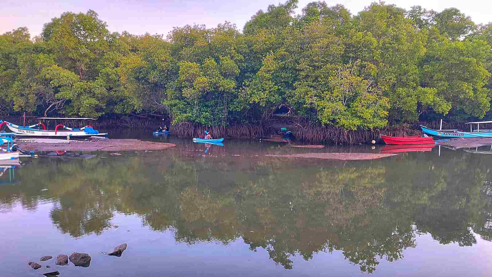 Kawasan Ekowisata Mangrove Batu Lumbang dengan jalur kayu dan pepohonan mangrove yang rindang