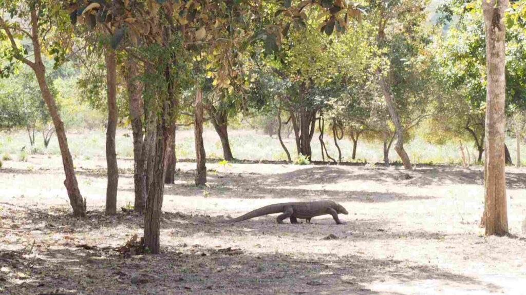 Komodo berada di habitat alaminya di kawasan Taman Nasional Komodo