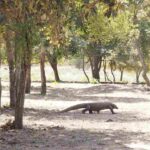 Komodo berada di habitat alaminya di kawasan Taman Nasional Komodo