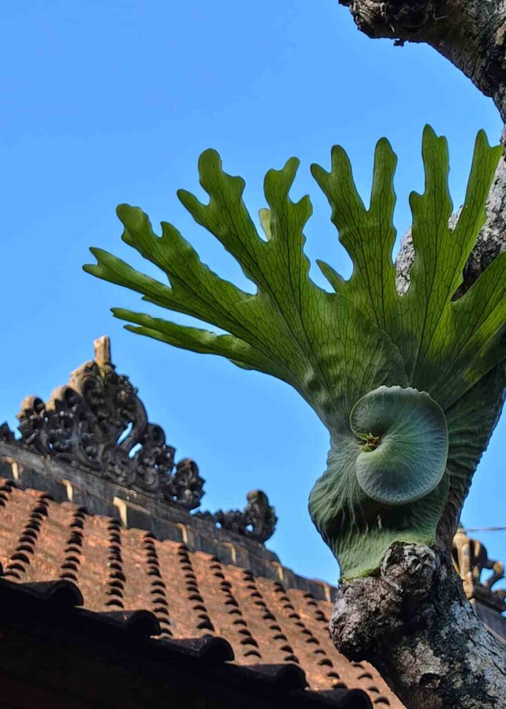 Tanaman tumbuh di tempat sederhana sebagai simbol ketahanan dan perkembangan hidup