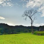 Pohon berdiri sendiri di tengah hamparan sawah hijau dengan suasana tenang