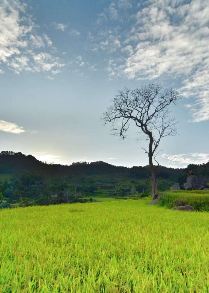 Pohon berdiri sendiri di tengah hamparan sawah hijau dengan suasana tenang