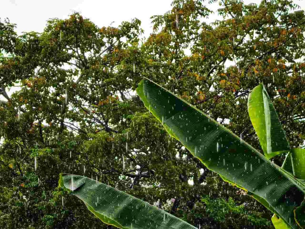 Suara hujan di antara daun pisang dengan suasana tenang dan nuansa alam tropis
