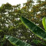 Suara hujan di antara daun pisang dengan suasana tenang dan nuansa alam tropis