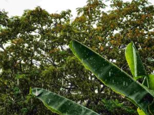 Suara hujan di antara daun pisang dengan suasana tenang dan nuansa alam tropis