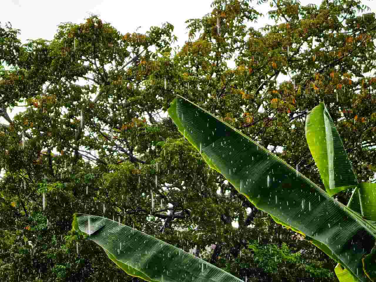 Suara hujan di antara daun pisang dengan suasana tenang dan nuansa alam tropis
