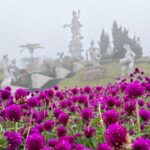 The Blooms Garden dengan hamparan taman bunga, udara pegunungan, dan suasana sejuk