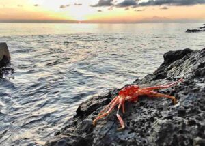 Simbol pertumbuhan dan perubahan diri dengan suasana reflektif tentang kehidupan