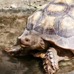 Kura-kura yang berjalan tenang menggambarkan kesabaran dan perjalanan menuju tujuan.