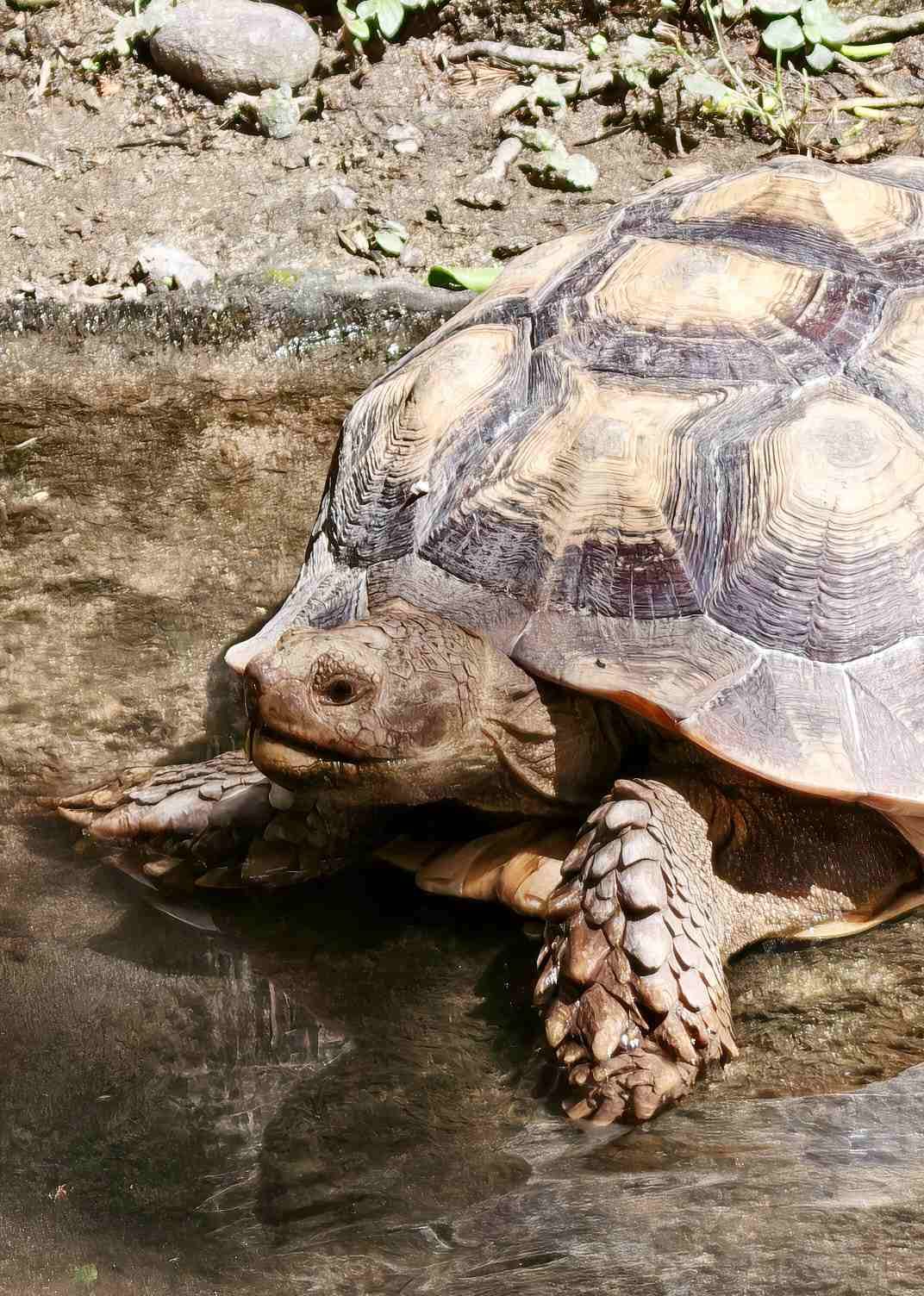 Kura-kura yang berjalan tenang menggambarkan kesabaran dan perjalanan menuju tujuan.