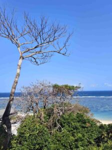 Pohon rindang yang melambangkan manfaat, pertumbuhan, dan warisan kehidupan