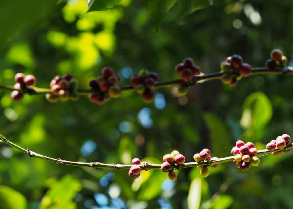 Secangkir kopi yang melambangkan keteguhan dan proses kehidupan