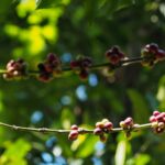 Secangkir kopi yang melambangkan keteguhan dan proses kehidupan