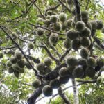 Durian sebagai hasil bumi yang ditunggu masyarakat Tenganan Pegringsingan.