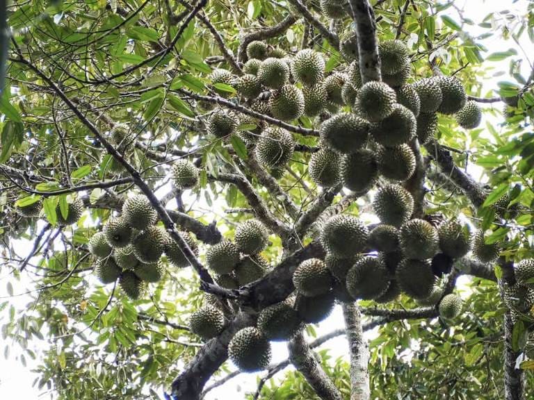 Durian sebagai hasil bumi yang ditunggu masyarakat Tenganan Pegringsingan.