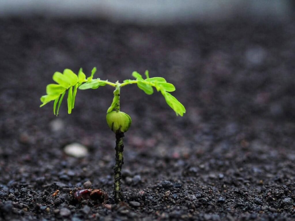 Benih tumbuh di tanah subur sebagai simbol lingkungan yang mendukung perkembangan.
