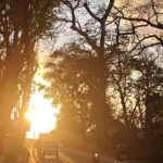 Cahaya pagi keemasan menyinari jalan dengan pepohonan dan kendaraan.