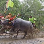 Tradisi Mekepung, balap kerbau tradisional khas Jembrana, Bali.