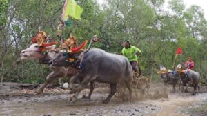 Tradisi Mekepung, balap kerbau tradisional khas Jembrana, Bali.