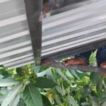Pekerja konstruksi bekerja di celah sempit antara rangka besi dan lembaran metal di ketinggian.