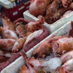 Pemborong menimbang hasil tangkapan nelayan sebelum melakukan transaksi pembelian ikan.